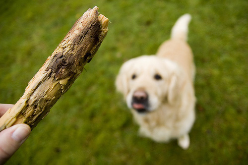 Dog Fetching Stick