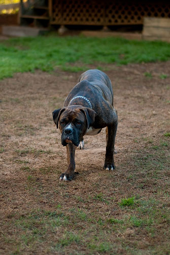 Hans Hunting - Boxer