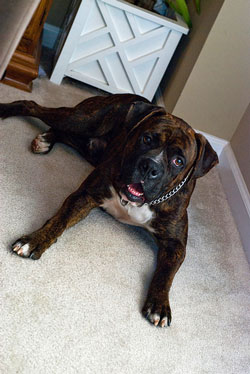 Hans - Male Brindle Boxer