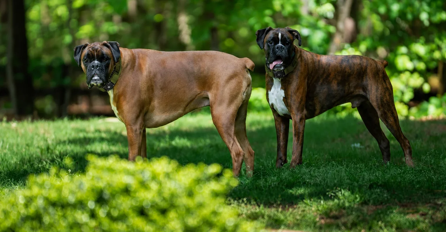 AirTag for Pets, Luggage, and Bikes: What's Actually Worth It