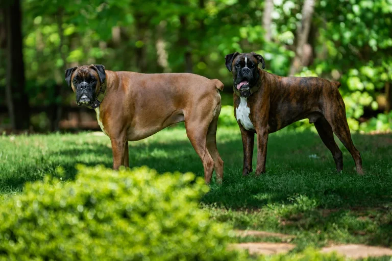 AirTag for Pets, Luggage, and Bikes: What’s Actually Worth It